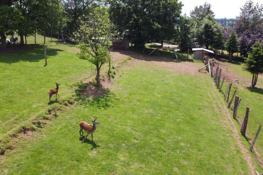 Le Grand Cerf 25 Pers, Malmedy- Chalet Rustique, Jardin Esterno foto
